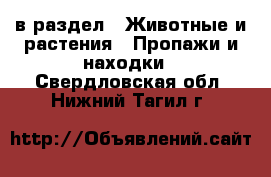  в раздел : Животные и растения » Пропажи и находки . Свердловская обл.,Нижний Тагил г.